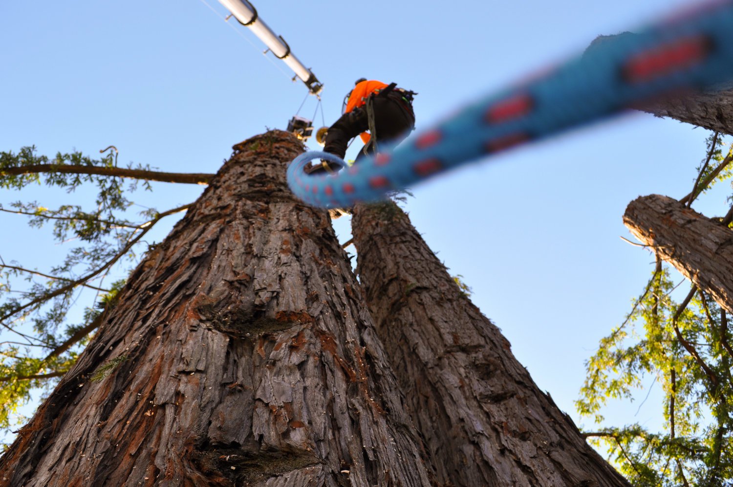 What You Need to Know About Tree Service
