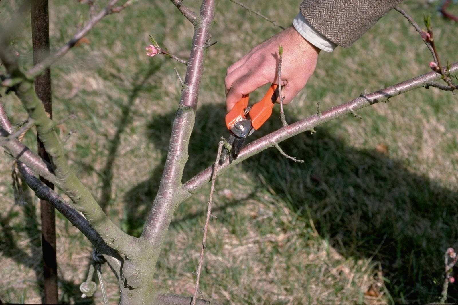 Factors to Consider Before Tree Pruning