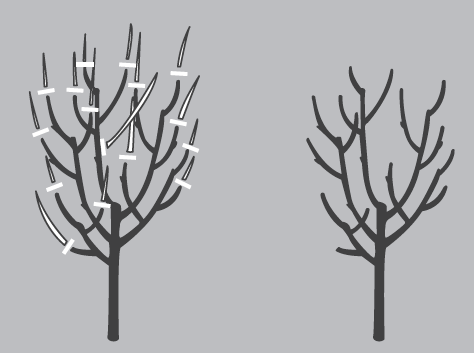 The Basics of Tree Pruning
