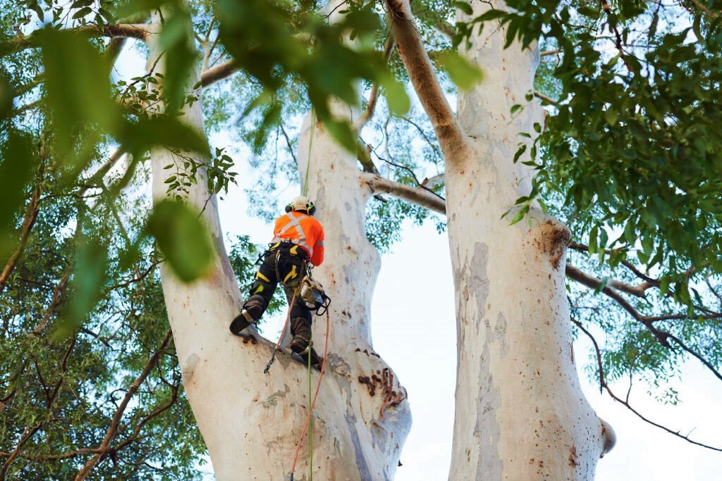 Arborist Expert in Brisbane Southside